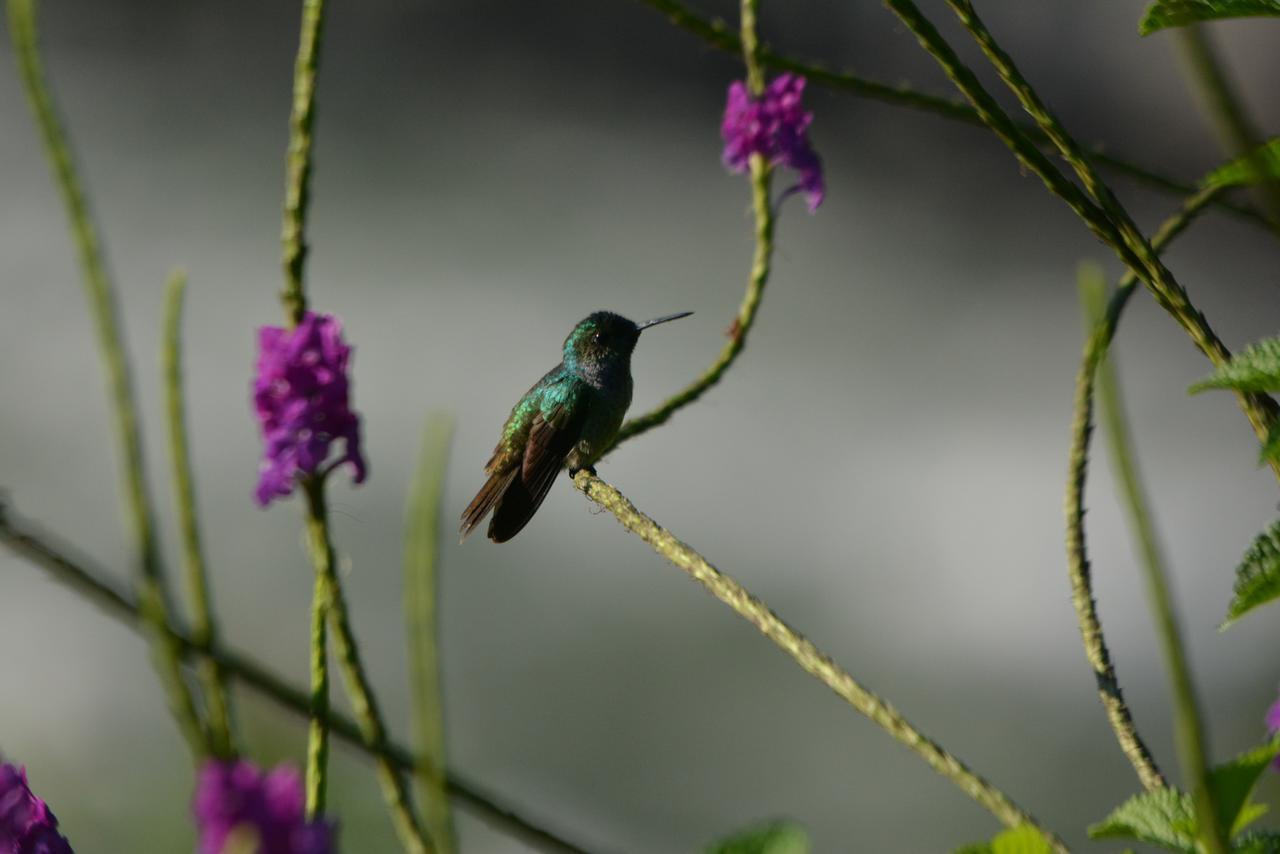 Pacuare River Lodge Bajo Tigre ภายนอก รูปภาพ