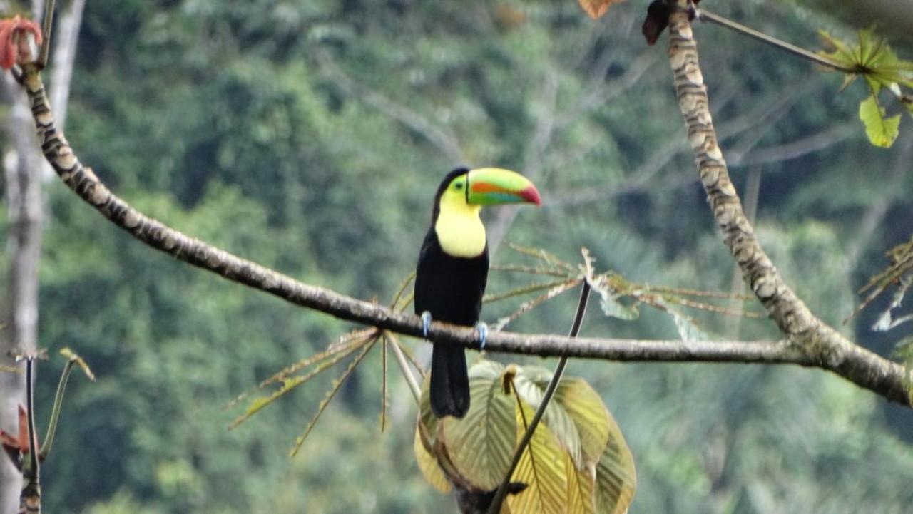 Pacuare River Lodge Bajo Tigre ภายนอก รูปภาพ